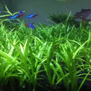 Dwarf Sagittaria