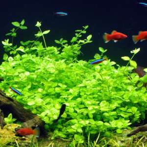 Bacopa australis