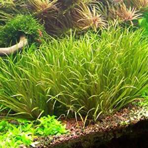 Blyxa japonica