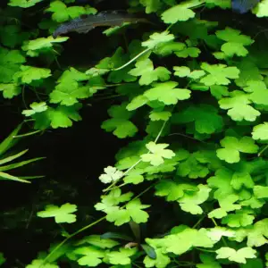 Hydrocotyle Tripartita